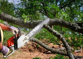 Best Arborist Consultation Services  in Cross Plains, TX