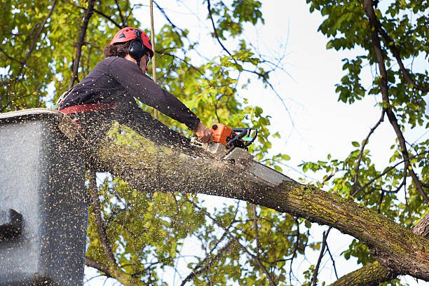 Trusted Cross Plains, TX  Tree Services Experts